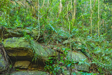 Regenwald m Hinterland der sunshine Coast in australien