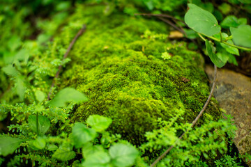 Moss grows on damp rocks in the forest