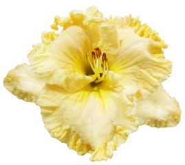 Lily  flower  on  isolated background with clipping path.  Closeup. For design. View from above.  Transparent background.	