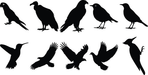 Collection of Bird Silhouettes Parrot Eagle Vulture Hummingbird Robin Blackbird Wildlife Nature