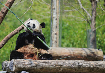 Giant panda coming out of the shell