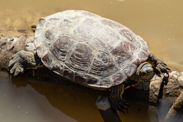 Caspian Turtle in Azerbaijan