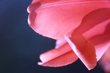 pink flower closeup