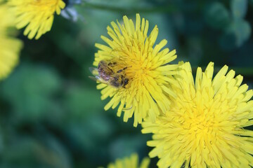 bee on dandelion