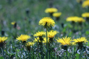 dandelions on a meadow
