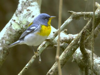 Northern Parula looking over the branches into the forest