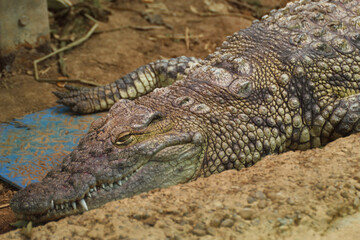Crocodile wild animal in the nature