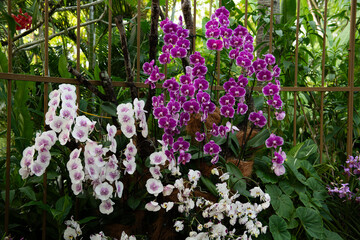 Colorful orchid flowers and white trees in the National Orchid Garden in Singapore.