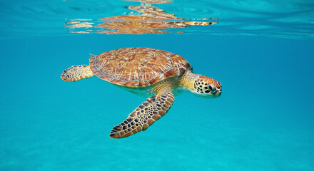 Obraz premium Sea Turtle Swimming in Clear Turquoise Water