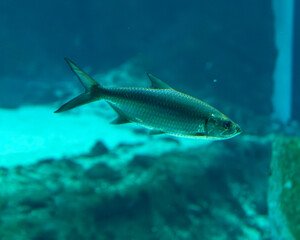 Atlantic tarpon swimming in clear blue water..