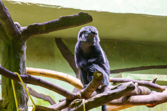 avan lutung monkeys resting and climbing in indoor zoo habitat