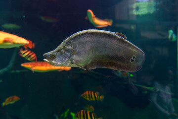 Black ghost knifefish swimming in tropical aquarium..