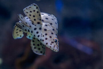 Spotted leopard coral grouper swimming in tropical marine aquarium..