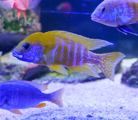 Colorful Malawi cichlid swimming in vibrant aquarium setup..