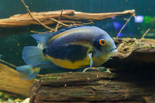Wild-type severum cichlid swimming in naturalistic aquarium setup..