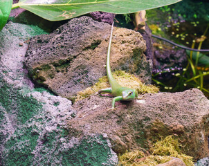 Vivid green emerald lizard basking on rock..