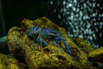 Electric blue crayfish exploring aquarium rocks and hiding spots..
