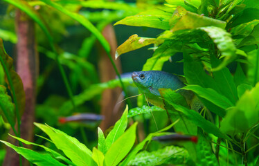 Rainbowfish and algae eater in freshwater tank