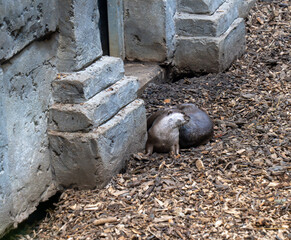 Small-clawed otters resting beside a stone wall..