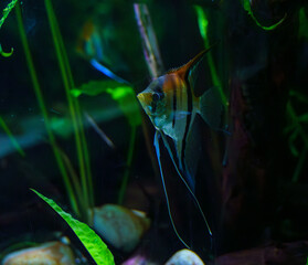 Angelfish swimming gracefully among driftwood and plants..