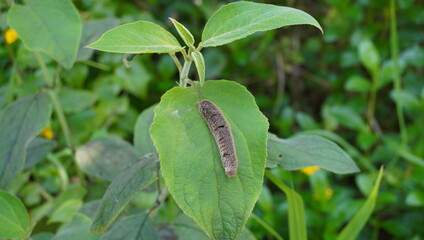 Caterpillar