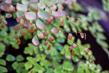 soft, translucent, and tinged with hues of gentle pink and green