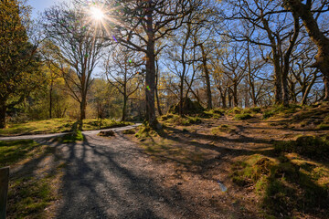 Sun through tress at Surprise View