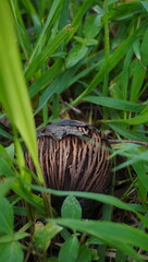Eastern black walnut