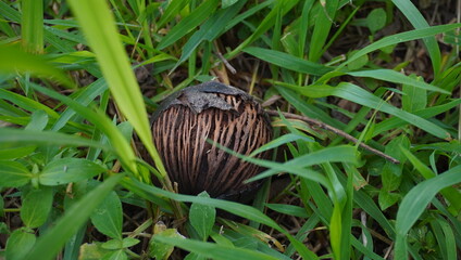 Eastern black walnut