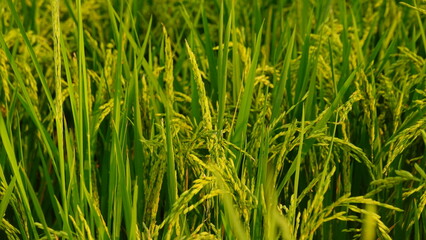 Rice field agriculture grain food yield season