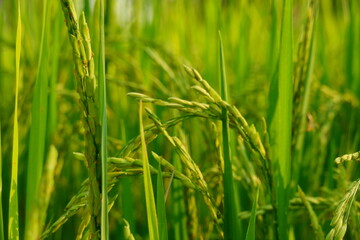 Rice field agriculture grain food yield season