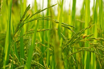 Rice field agriculture grain food yield season