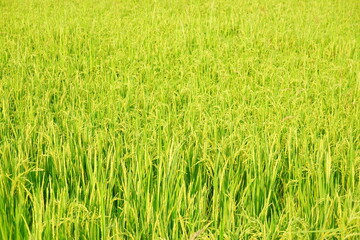Rice field agriculture grain food yield season
