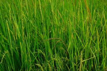Rice field agriculture grain food yield season
