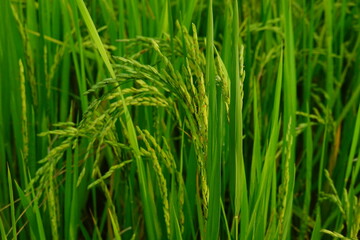 Rice field agriculture grain food yield season