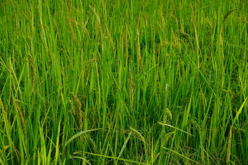 Rice field agriculture grain food yield season