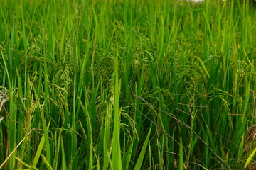 Rice field agriculture grain food yield season