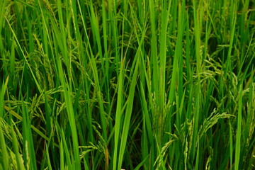 Rice field agriculture grain food yield season