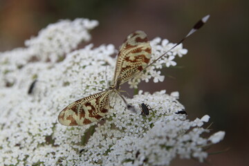 Dragonfly insect at spring macro photography