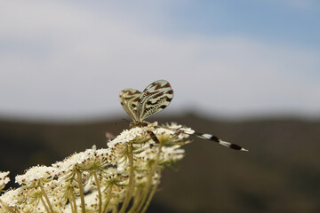 Dragonfly insect at spring macro photography
