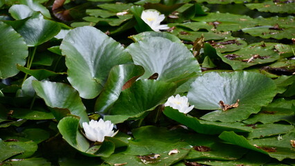Lily Pads and Water Lilies in Portuguese Graden