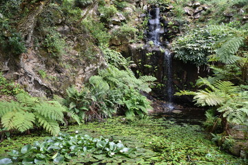 Densely Vegetated Pond with Ferns, Water Lilies, Lily Pads, and Small Waterfall