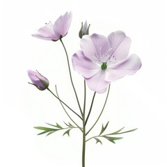 Fototapeta premium Delicate lilac blossoms and buds on a stem.