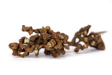 Fleshy fruit stalks of oriental raisin tree or Hovenia dulcis on white. Traditional oriental food ingredient