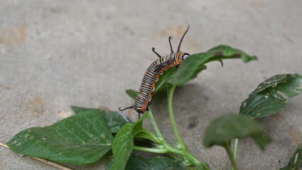 Common indian crow or Euploea core.  Larvae of common crow butterfly. Caterpillar. Plant eater Insect.