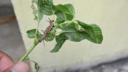 Common indian crow or Euploea core.  Larvae of common crow butterfly. Caterpillar. Plant eater Insect.