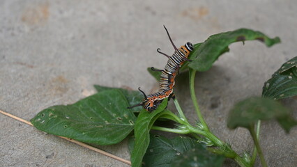Common indian crow or Euploea core.  Larvae of common crow butterfly. Caterpillar. Plant eater Insect.