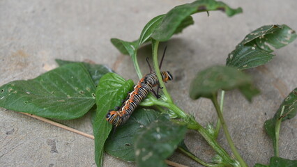 Common indian crow or Euploea core.  Larvae of common crow butterfly. Caterpillar. Plant eater Insect.