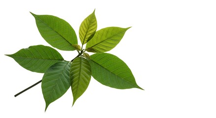 Obraz premium Brazil nuts leaves white background. Brazilian food