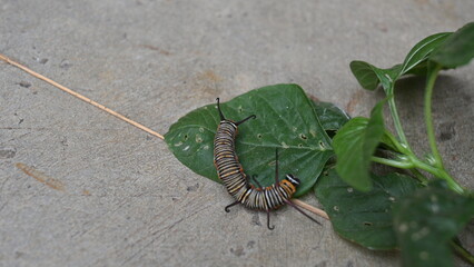 Common indian crow or Euploea core.  Larvae of common crow butterfly. Caterpillar. Plant eater Insect.